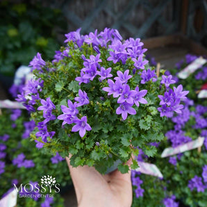 Campanula Portenschlagiana 'Dalmatian Bellflower' (20cm)