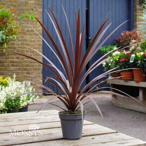 Red Cordyline 'Cabbage Palm' 50cm