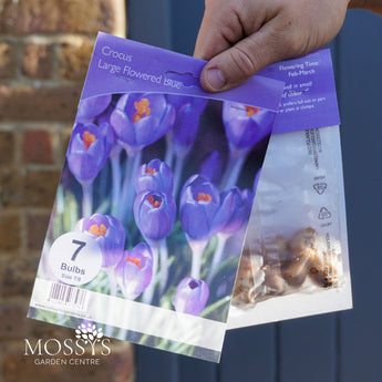 Crocus 'Large Flowered Blue' | 7 Bulb Pack
