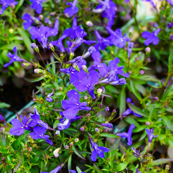 Upright Lobelia | 10 Pack blue
