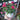 dark pink 25cm dianthus