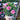 pink 25cm dianthus