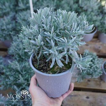 English lavender angustifolia