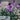 erysimum bowles mauve, everlasting wallflower flower stalk