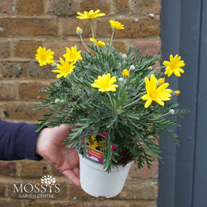 Euryops (30cm)