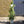 Load image into Gallery viewer, Fragrant Evergreen Jasmine &#39;Trachelospermum&#39; height
