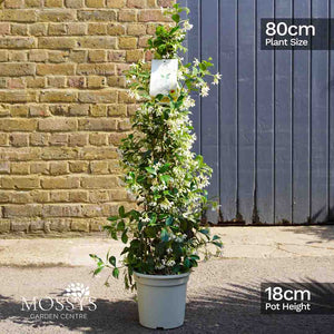 Fragrant Evergreen Jasmine 'Trachelospermum' height