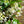 Load image into Gallery viewer, Fragrant Evergreen Jasmine &#39;Trachelospermum&#39;  flowers
