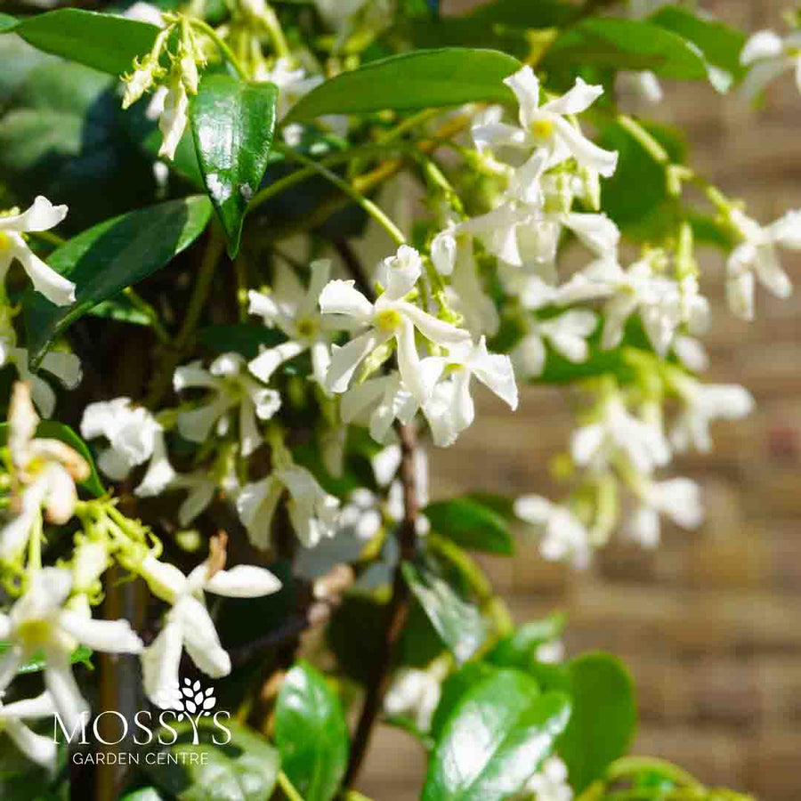 Fragrant Evergreen Jasmine 'Trachelospermum'  flowers