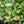Load image into Gallery viewer, Fragrant Evergreen Jasmine &#39;Trachelospermum&#39; flowers 
