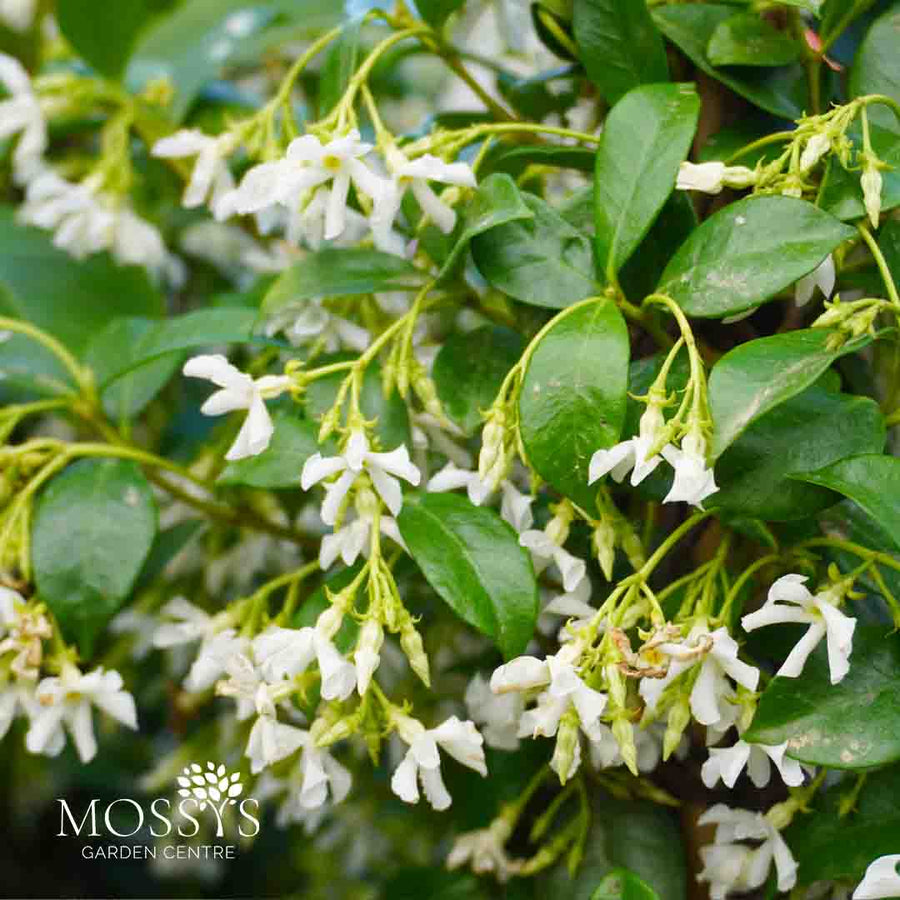 Fragrant Evergreen Jasmine 'Trachelospermum' flowers 