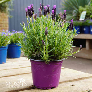 French Lavender 'Stoechas' (20cm)
