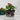 Plug dimensions of bedding plants pack