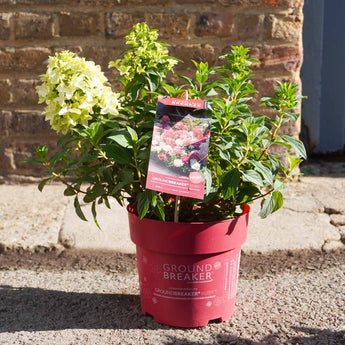 Hydrangea Paniculata 'Ground Breaker' 3L ruby