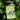 Hydrangea Paniculata 'Ground Breaker' 3L greeny