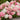 Hydrangea Paniculata 'Ground Breaker'
