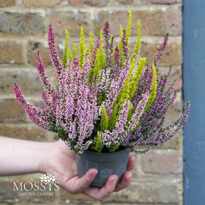 3 Colour Heather 'Calluna Vulgaris' (15cm)