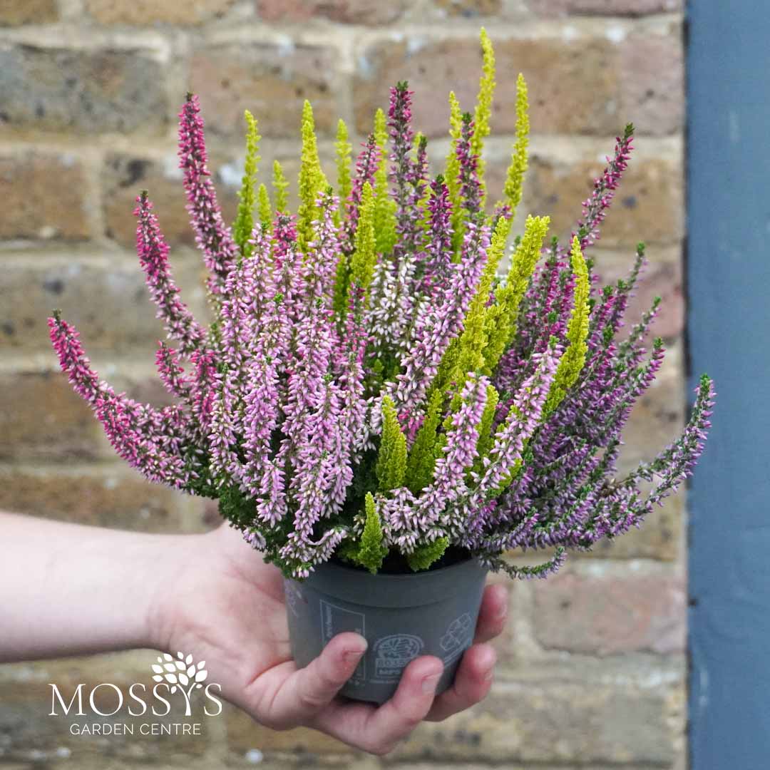 calluna heather plant indoor 3 Colour Heather 'Calluna Vulgaris' (15cm) – Mossys Garden Centre