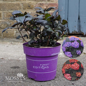 Hydrangea First Editions® Eclipse® 3L (25cm)