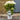 Hydrangea Incrediball Stormproof™ 3L