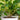 Hydrangea Incrediball Stormproof™ 3L