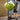 Standard Hydrangea Paniculata 'Limelight' 20L (120cm)