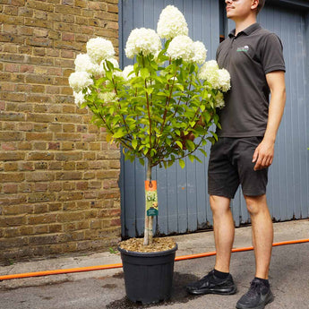 Standard Hydrangea Paniculata 'Limelight' 20L (120cm)