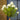Standard Hydrangea Paniculata 'Limelight' 20L (120cm)