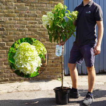 Standard Hydrangea Paniculata 'Skyfall' 7.5L (120cm)