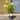 Hydrangea Paniculata 'Skyfall' (60cm)