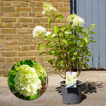 Hydrangea Paniculata 'Skyfall' (60cm)