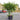 Japanese Maple 'Red Wine' Acer (170cm) size