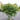 Japanese Maple 'Red Wine' Acer (170cm) head
