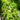 Japanese Maple 'Katsura' Acer (170cm) foliage