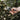 Kent & Stowe Traditional anvil secateurs