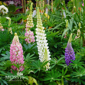 Lupins 1L (25cm)