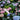 Magical 150 Day Flowering Hydrangea (30cm)