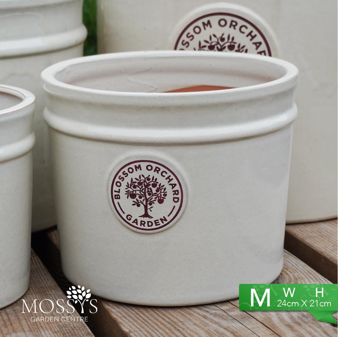 'White' Heritage Style Blossom Orchard Frost Proof Cylinder Garden Pla