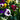 Close up of pansy flowers