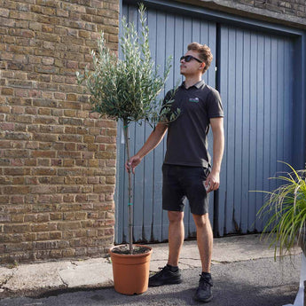 Standard Olive Trees 'Olea Europaea' (100cm stem)