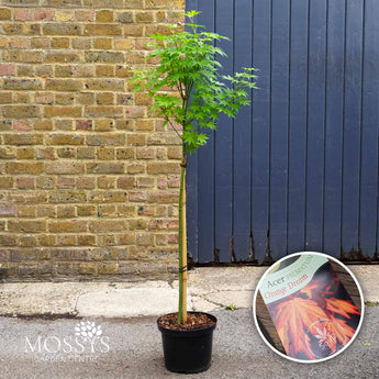Orange dream acer in a 5l pot standard