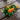 Orange Pansy | 6 Pack