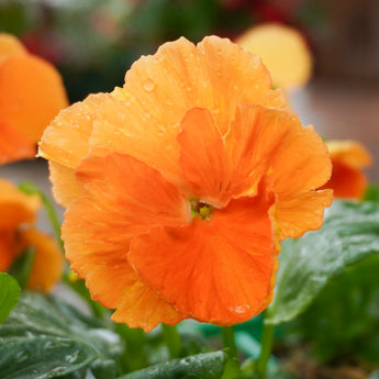 Orange Pansy | 6 Pack
