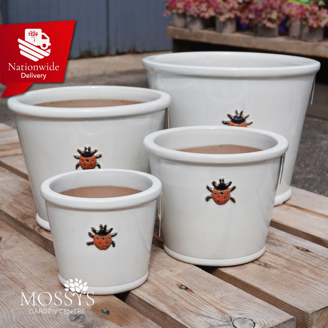 outdoor plants in pots delivered uk Orange Ladybird White Glazed Frost Proof Planter Pots – Mossys Garden Centre