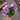 osteospermum canydfloss plant