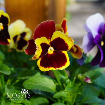 Fruits of the Forest Pansy