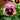 Fruits of the Forest Pansy face