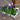 pansy rhythm and blues 6 pack flowers