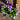 Violet Face Pansy 6 Pack | Purple & White Face