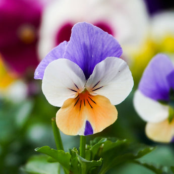 Peach Duet Viola | Orange with Purple Wing (6 Pack)